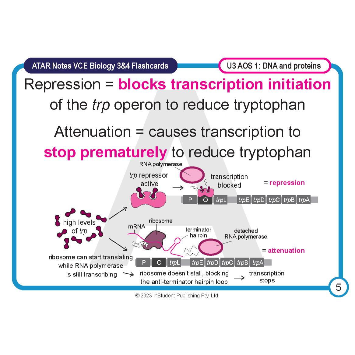 Biology flashcard by ATAR Notes explaining trp operon repression and attenuation with diagrams.