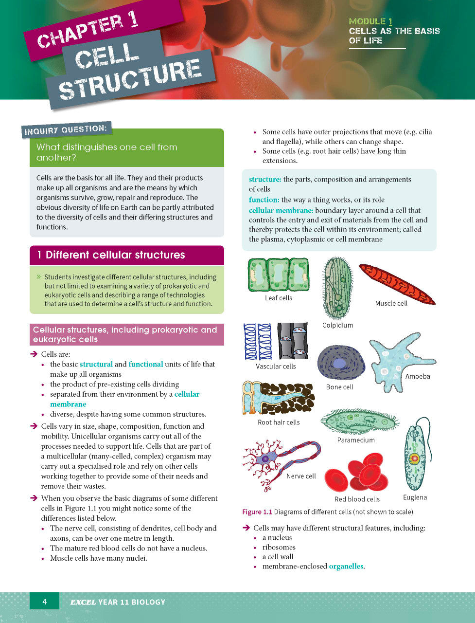 Excel HSC Year 11 Biology Study Guide