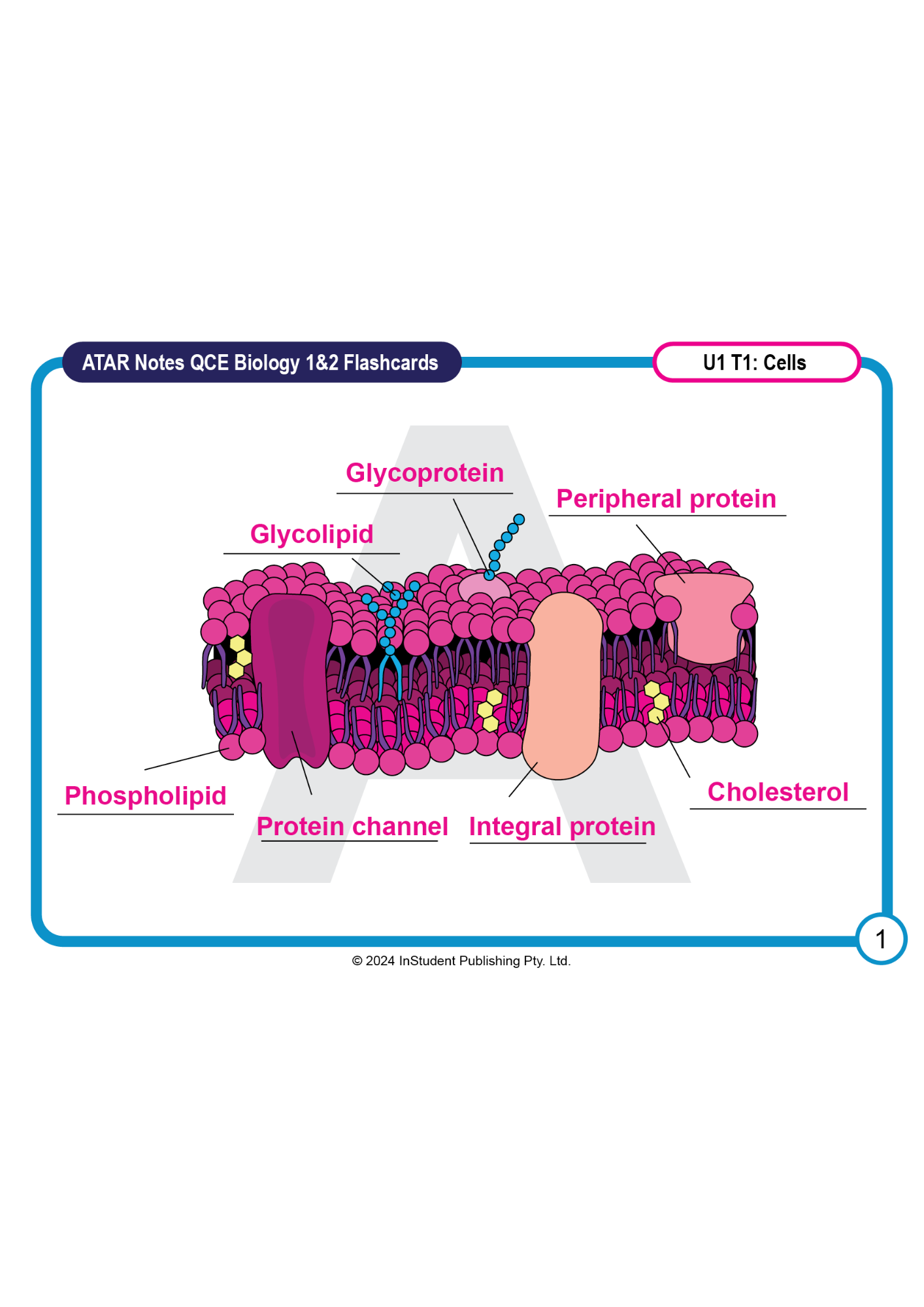 QCE Biology 1&2 Flashcards by ATAR Notes, showing a cell membrane diagram with labels including Phospholipid, Cholesterol, and proteins.