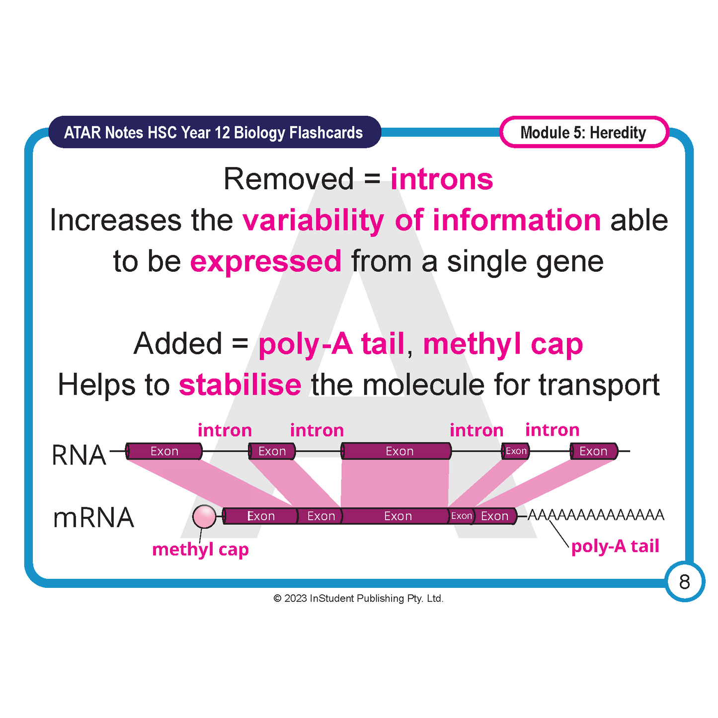 HSC Year 12 Biology Flashcard by ATAR Notes, explaining mRNA processing with a diagram of intron removal and cap/tail addition.