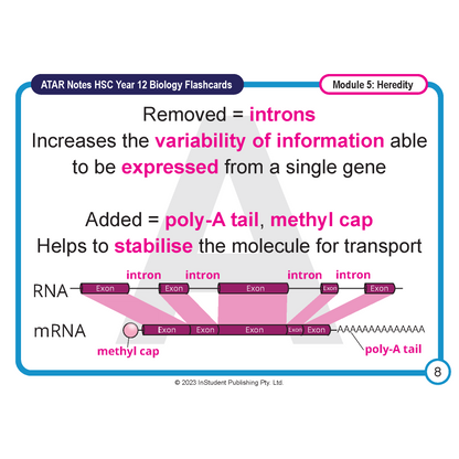 HSC Year 12 Biology Flashcard by ATAR Notes, explaining mRNA processing with a diagram of intron removal and cap/tail addition.