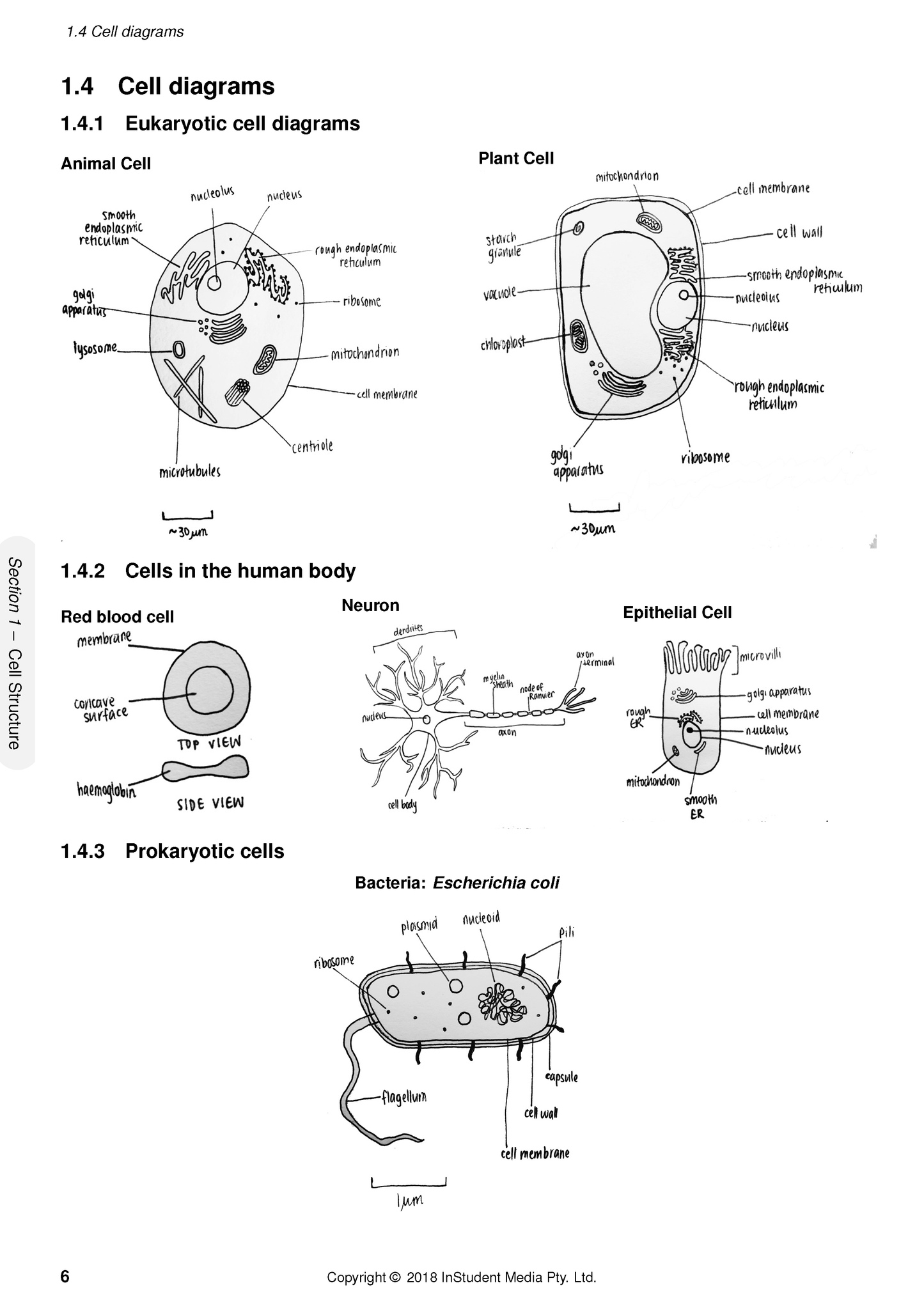 Course notes page by ATAR Notes illustrating various labeled eukaryotic and prokaryotic cell diagrams, including animal, plant, and bacterial cells.