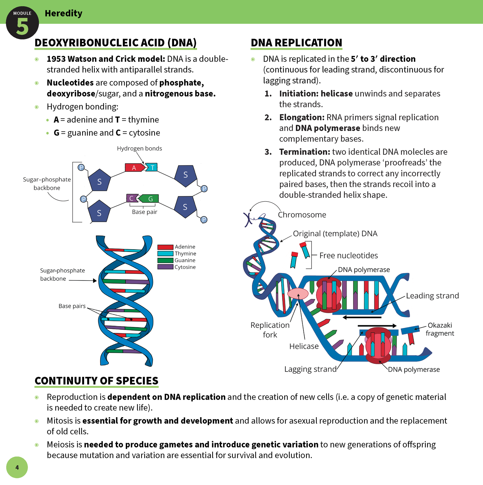 Biology summary sheet by ATAR Notes, a white page with text and diagrams illustrating DNA and heredity.