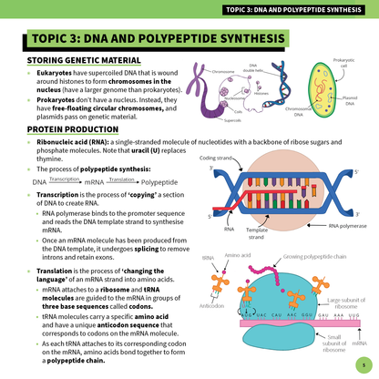 Biology summary sheet by ATAR Notes displaying text and diagrams on DNA and polypeptide synthesis.