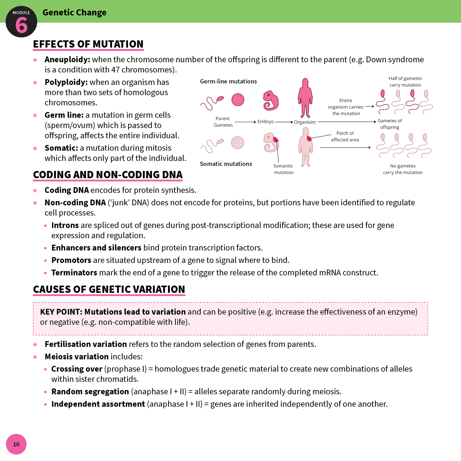 Biology Summary Sheet by ATAR Notes, a white page with green and pink headings, and diagrams illustrating genetic change.