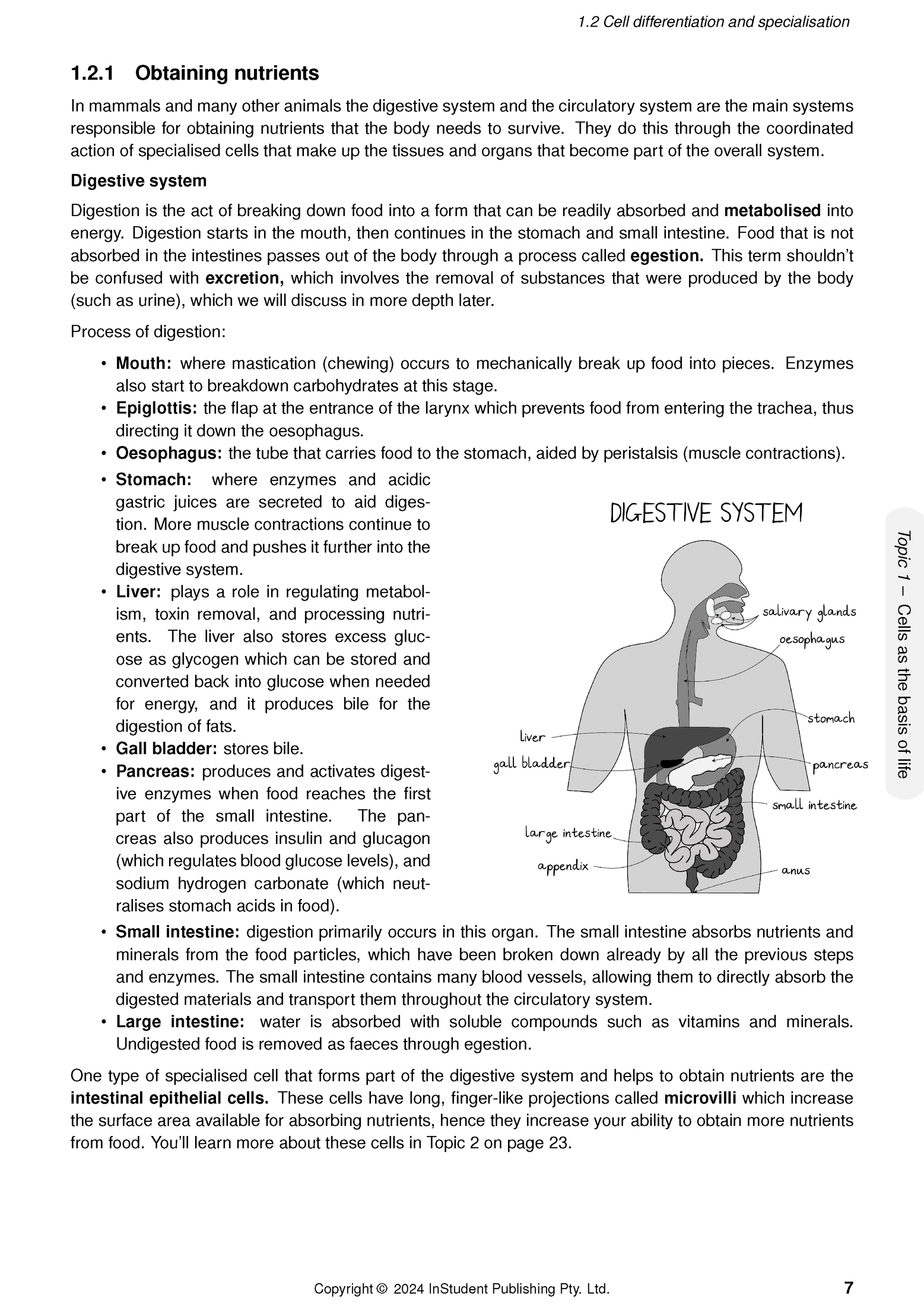 Course notes by ATAR Notes, showing a page with text and a grayscale diagram of the digestive system.