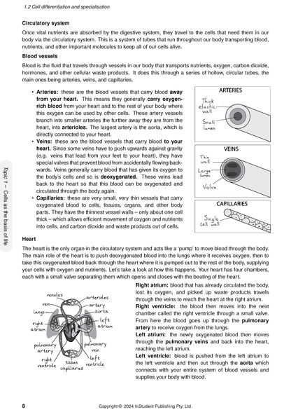Page from biology course notes by ATAR Notes, explaining the circulatory system with diagrams of blood vessels and the heart.