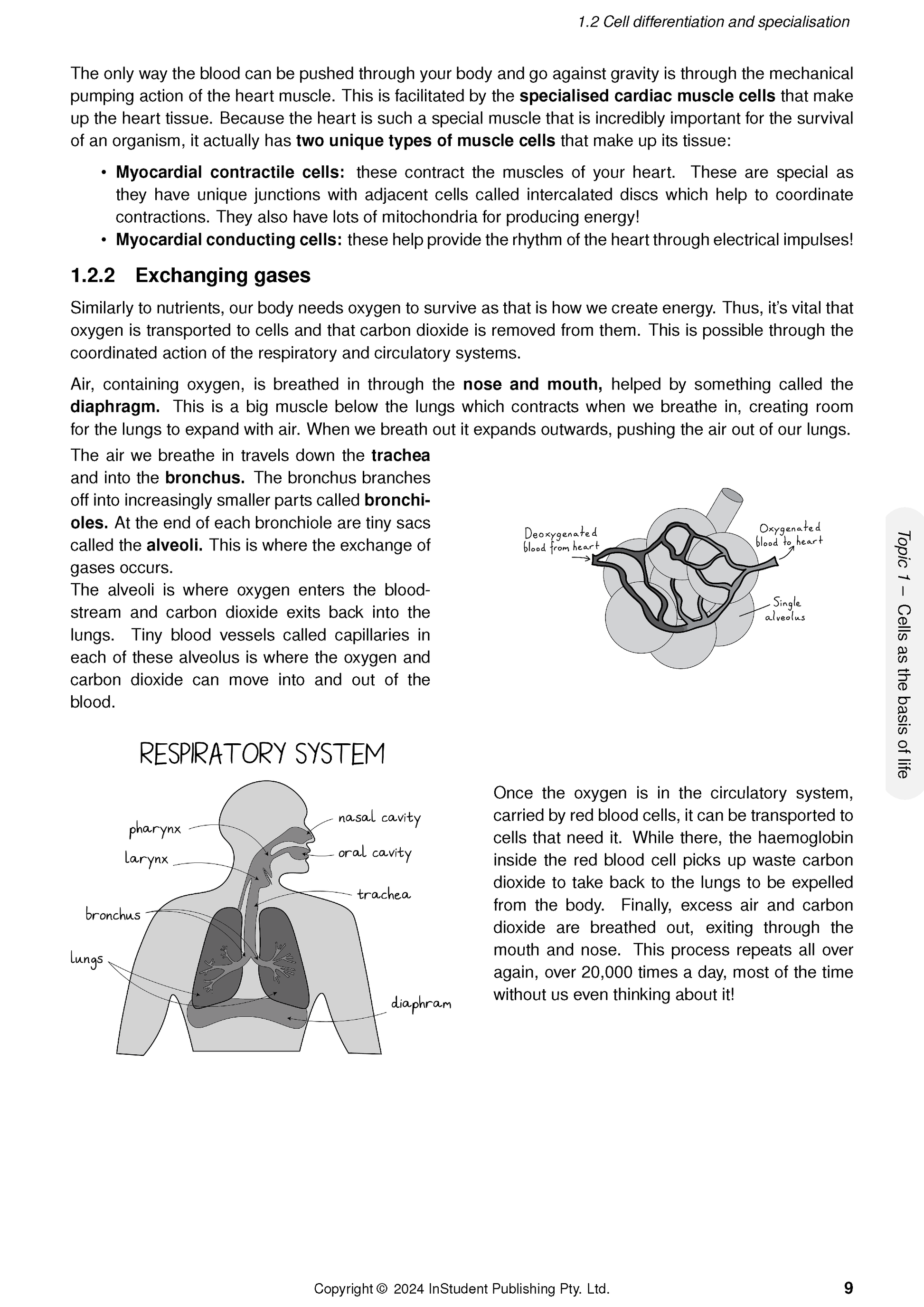 QCE Biology 1&2 Complete Course Notes (2025-2027) by ATAR Notes, an open page displaying diagrams of heart muscle cells, alveoli, and the respiratory system with accompanying text.