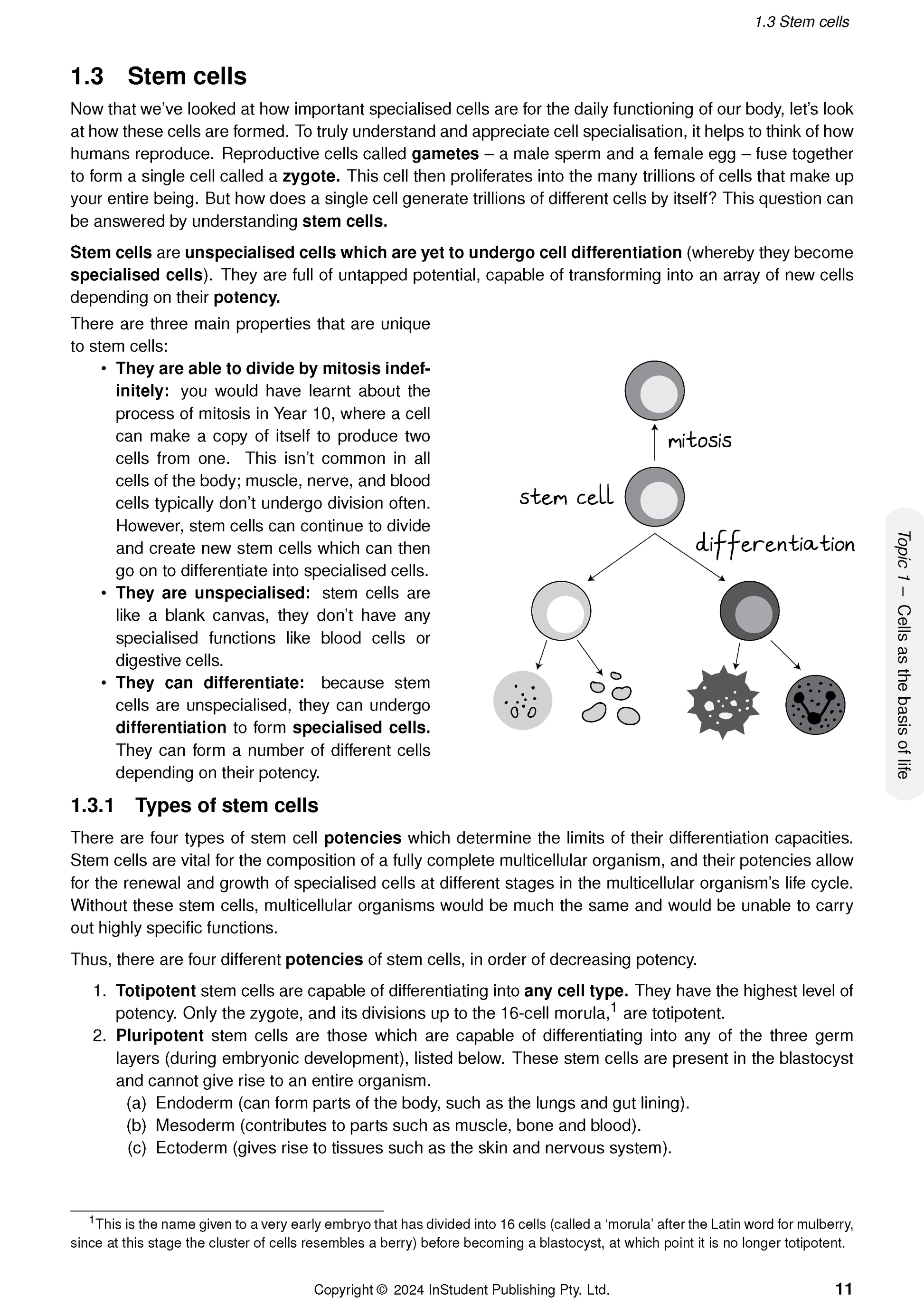 QCE Biology 1&2 Complete Course Notes by ATAR Notes, a page detailing stem cells with text and a diagram of cellular differentiation.