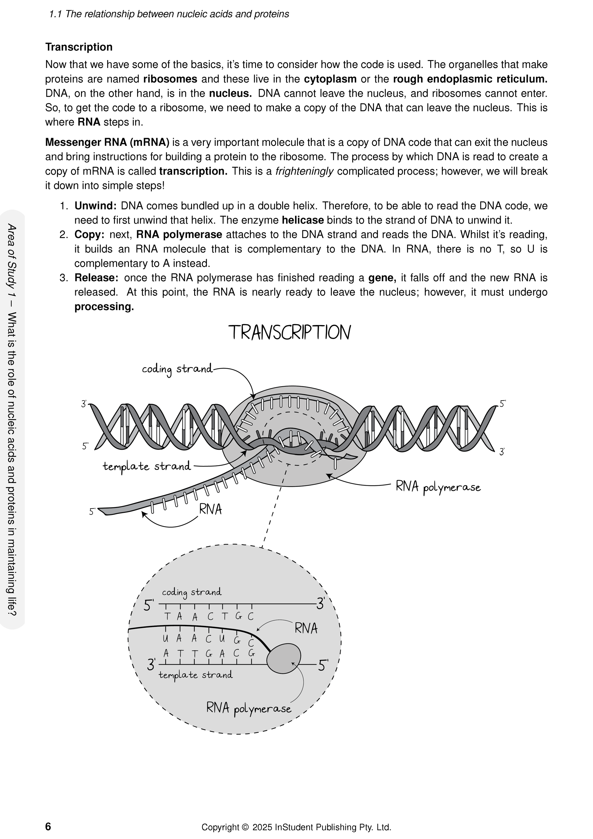 VCE Biology Course Notes page by ATAR Notes, showing text and a diagram of DNA transcription and RNA polymerase.