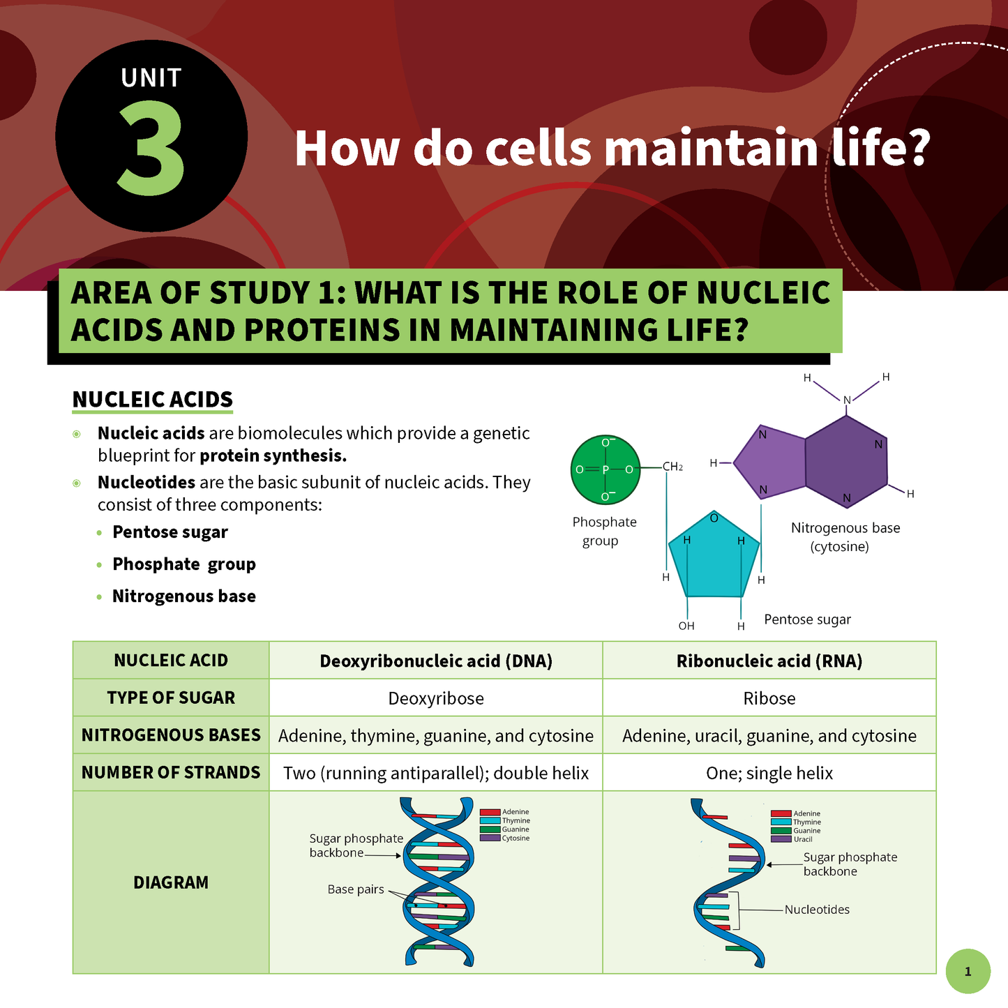 Biology summary sheet by ATAR Notes detailing nucleic acid components, a DNA/RNA comparison table, and diagrams.