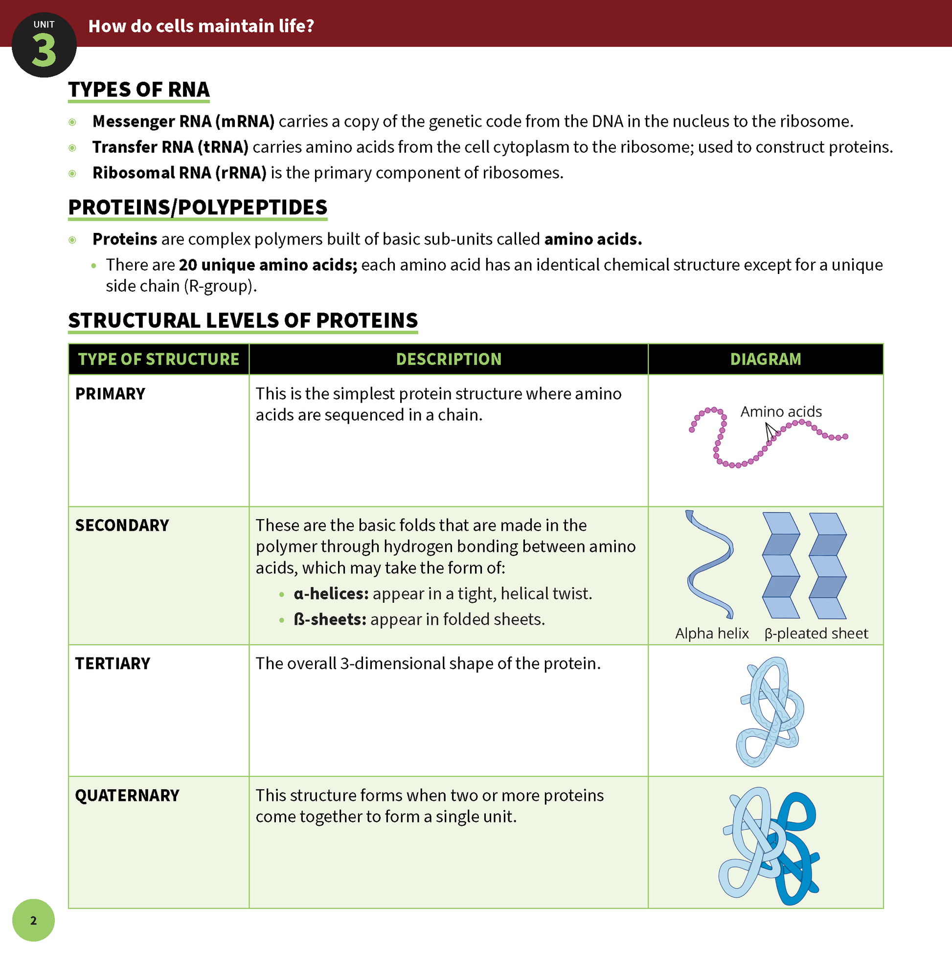 Biology Summary Sheets by ATAR Notes, displaying a page about RNA types and protein structural levels with diagrams.