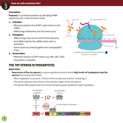VCE Biology 3&4 Summary Sheets from ATAR Notes, displaying diagrams of translation and trp operon repression.