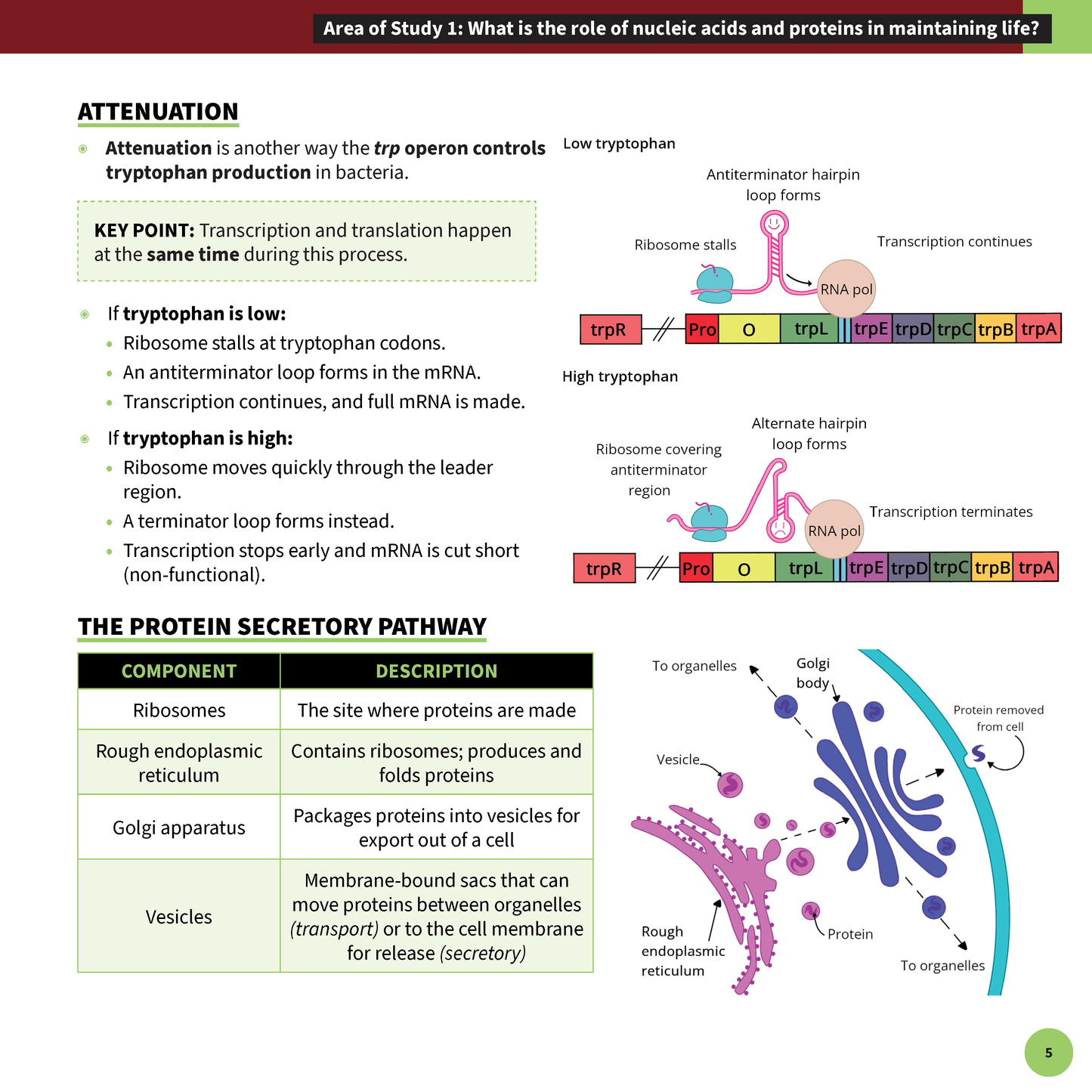 VCE Biology 3&4 Summary Sheet by ATAR Notes, detailing attenuation and protein secretory pathway with diagrams.
