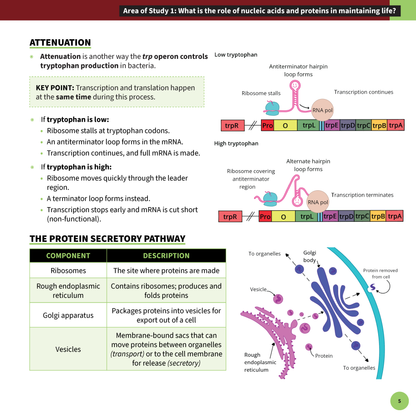 VCE Biology 3&4 Summary Sheet by ATAR Notes, detailing attenuation and protein secretory pathway with diagrams.
