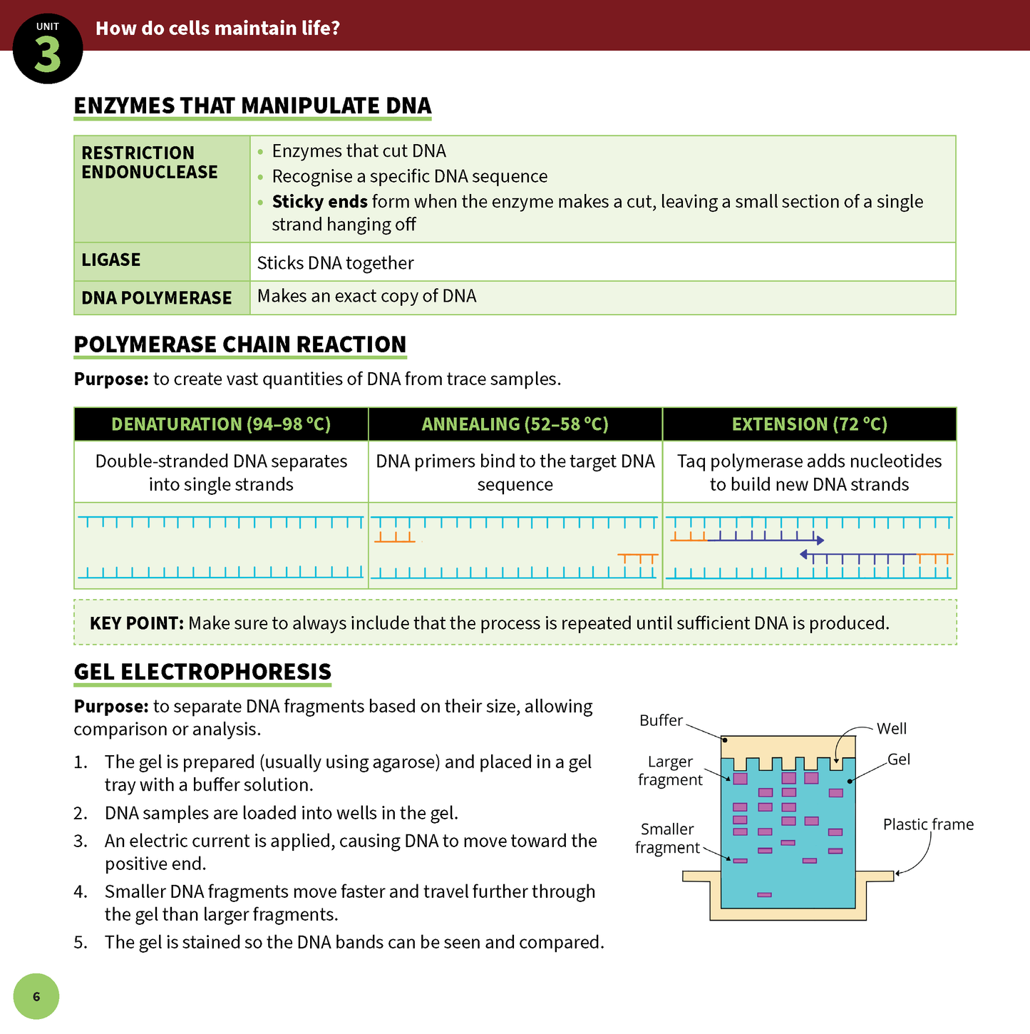 Biology Summary Sheets from ATAR Notes, displaying a page with detailed text and diagrams on enzymes, PCR, and gel electrophoresis.