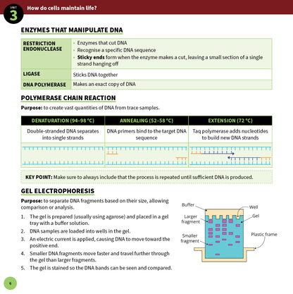 Biology Summary Sheets from ATAR Notes, displaying a page with detailed text and diagrams on enzymes, PCR, and gel electrophoresis.