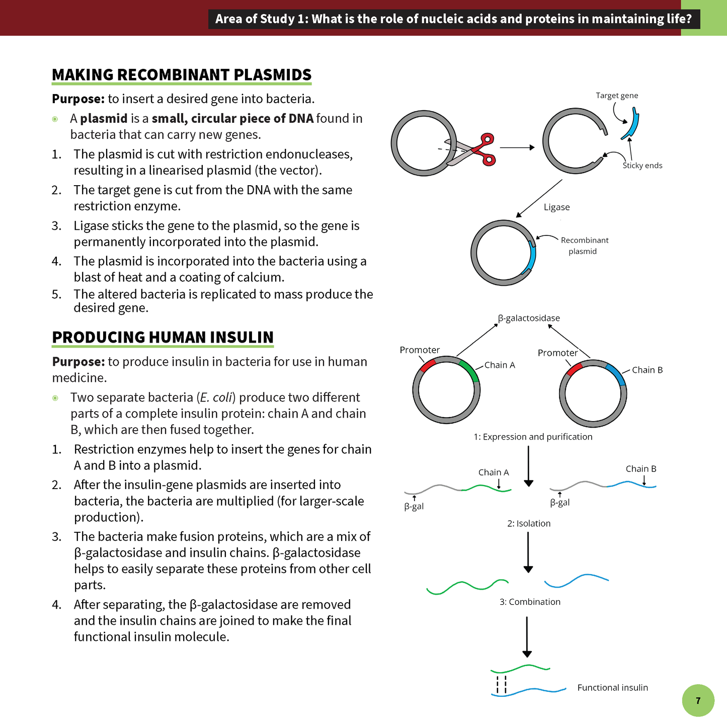 White summary sheet by ATAR Notes featuring diagrams and text on recombinant plasmids and human insulin production.