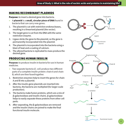 White summary sheet by ATAR Notes featuring diagrams and text on recombinant plasmids and human insulin production.
