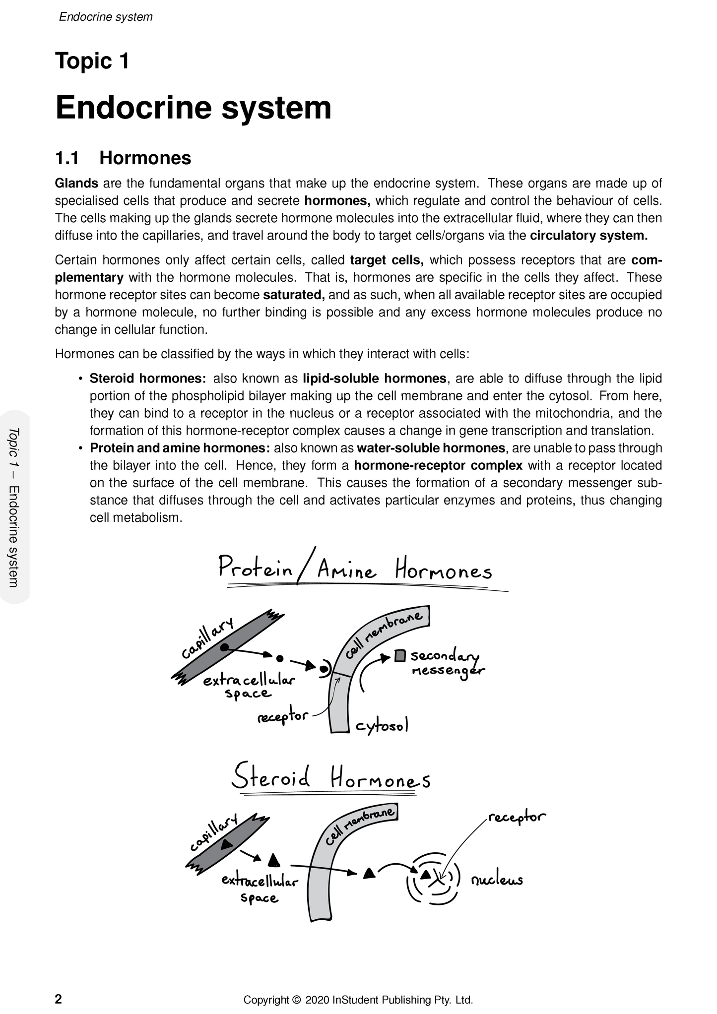 Human Biology course notes by ATAR Notes, a page detailing the endocrine system with text and two hand-drawn hormone diagrams.