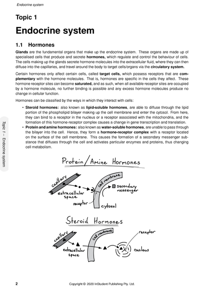 Human Biology course notes by ATAR Notes, a page detailing the endocrine system with text and two hand-drawn hormone diagrams.