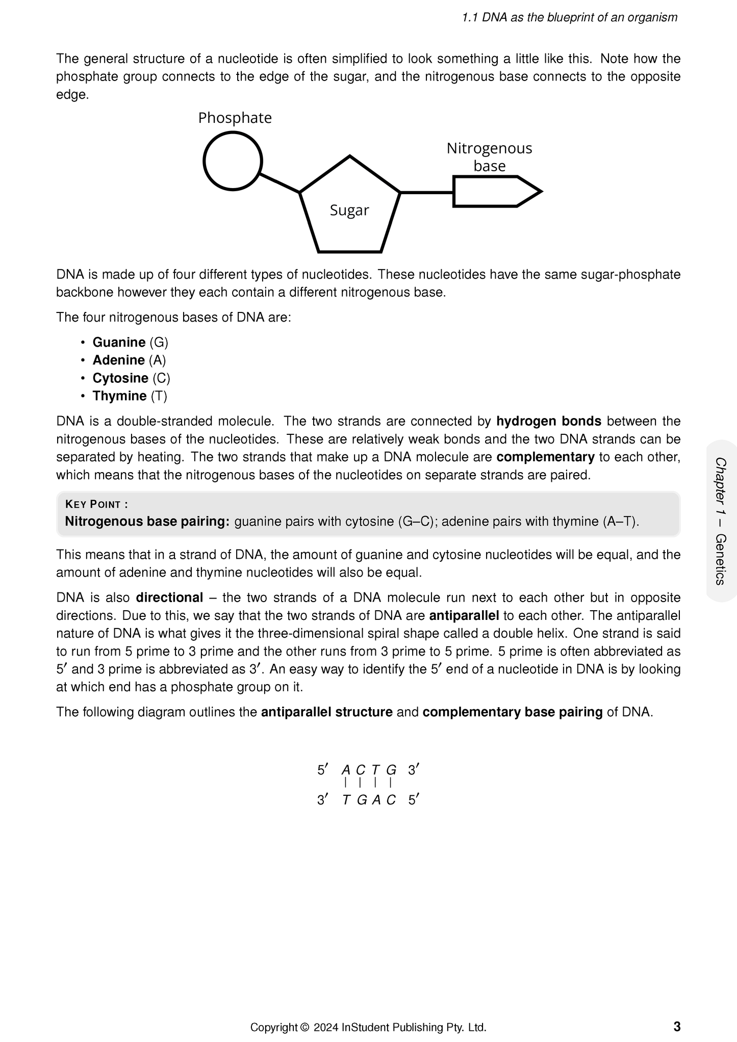 Year 10 Science Course Notes by ATAR Notes, displaying DNA structure diagram, base pairing, and antiparallel strands.