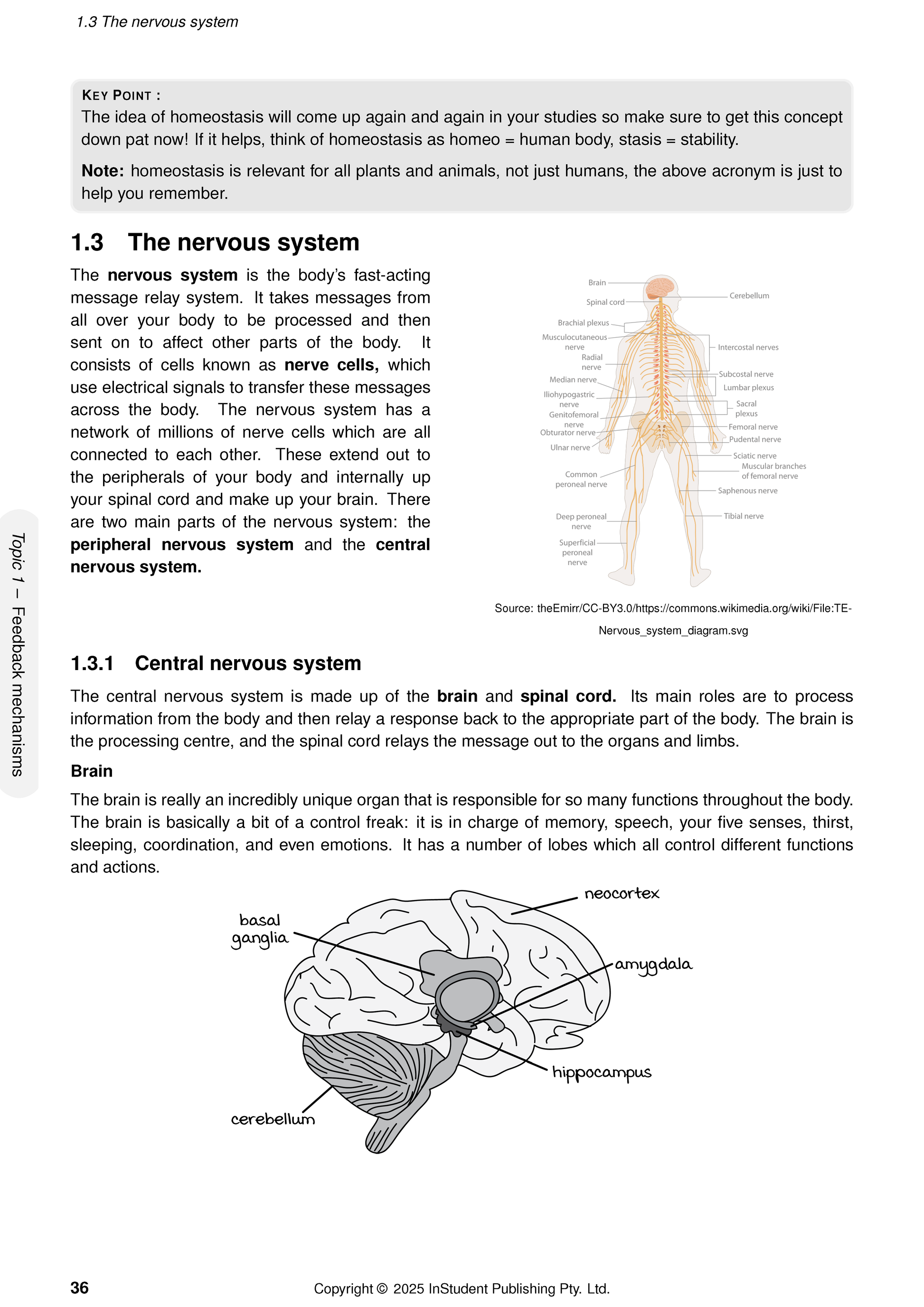 Year 9 Science Complete Course Notes by ATAR Notes, displaying a page about the nervous system with diagrams.